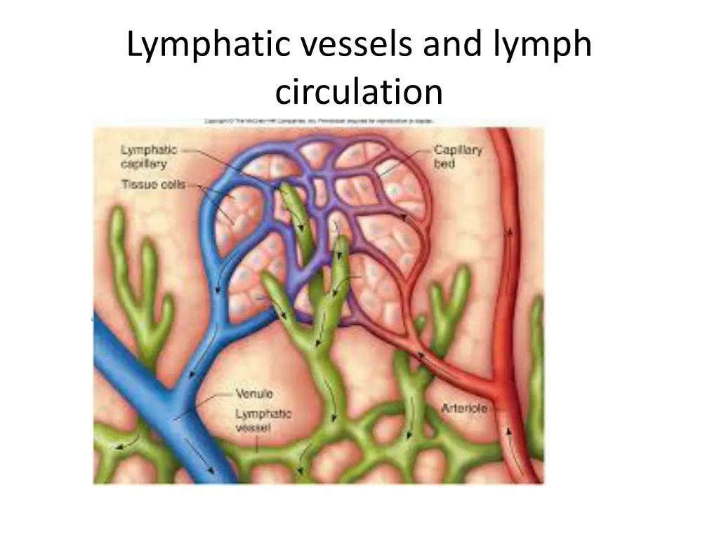 lymphatic vessels and lymph circulation 1