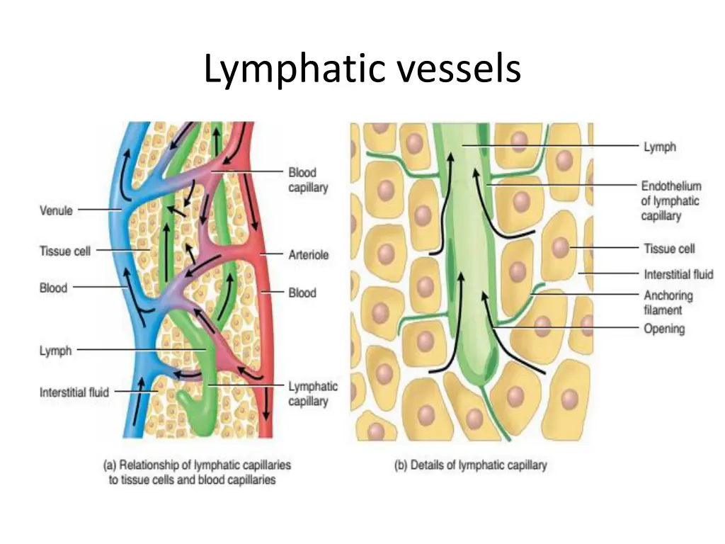 lymphatic vessels