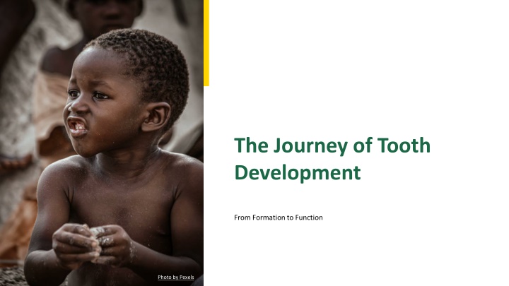 the journey of tooth development