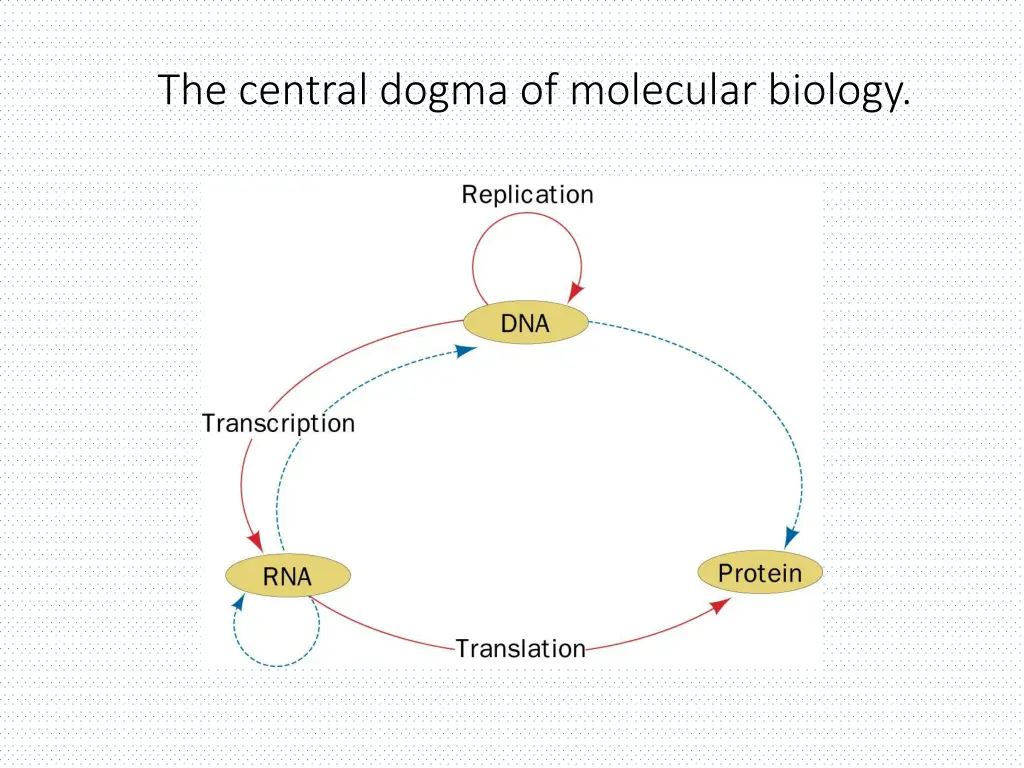the central dogma of molecular biology