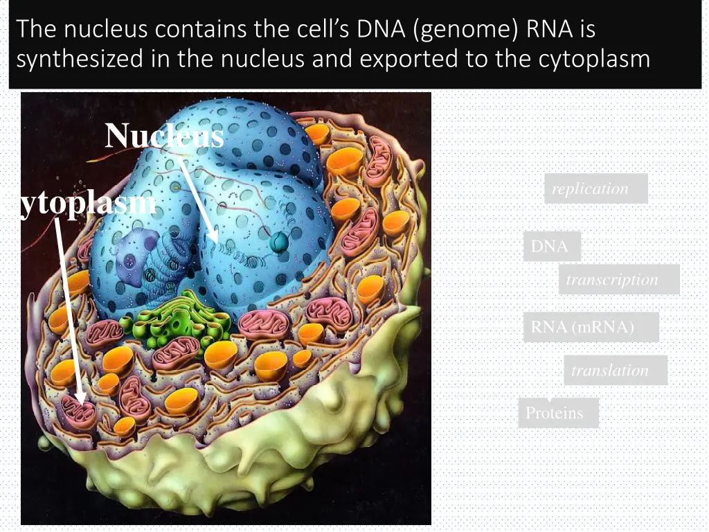 the nucleus contains the cell s dna genome