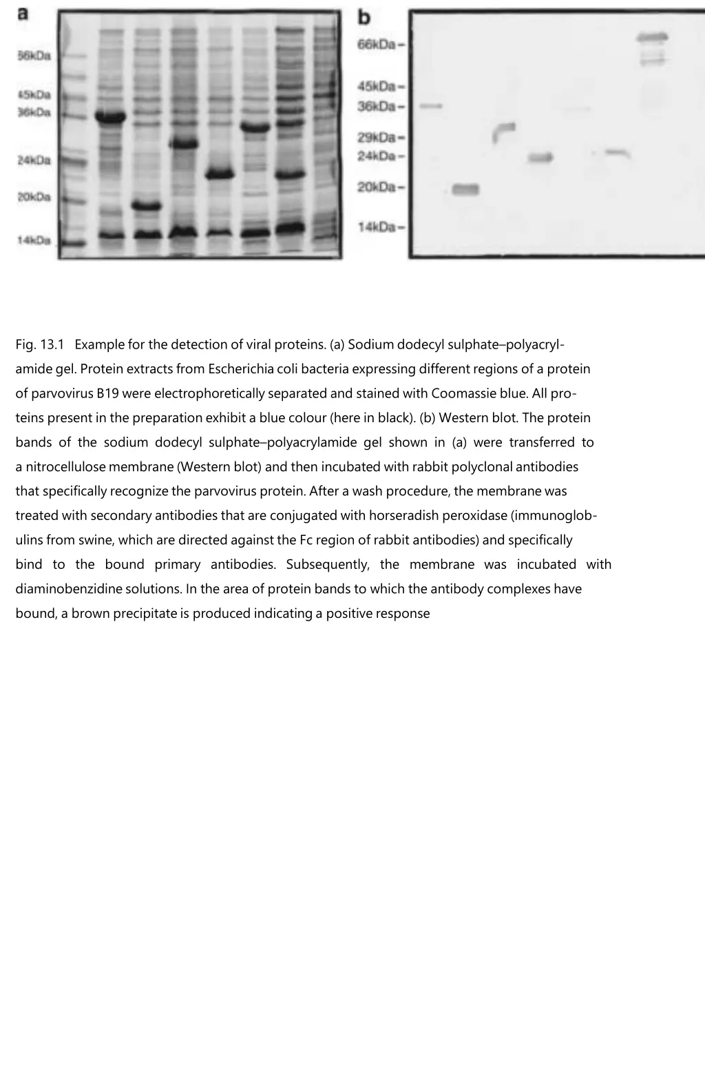 fig 13 1 example for the detection of viral