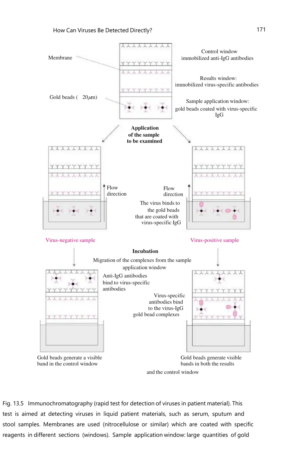 how can viruses be detected directly 1