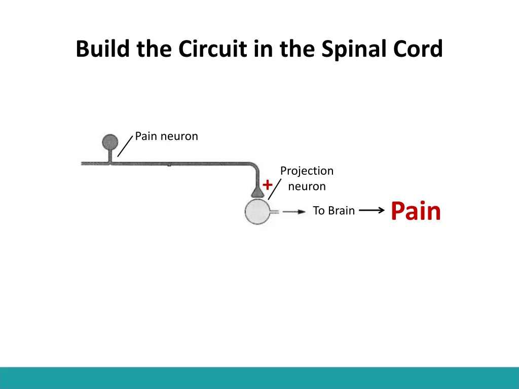 build the circuit in the spinal cord 1