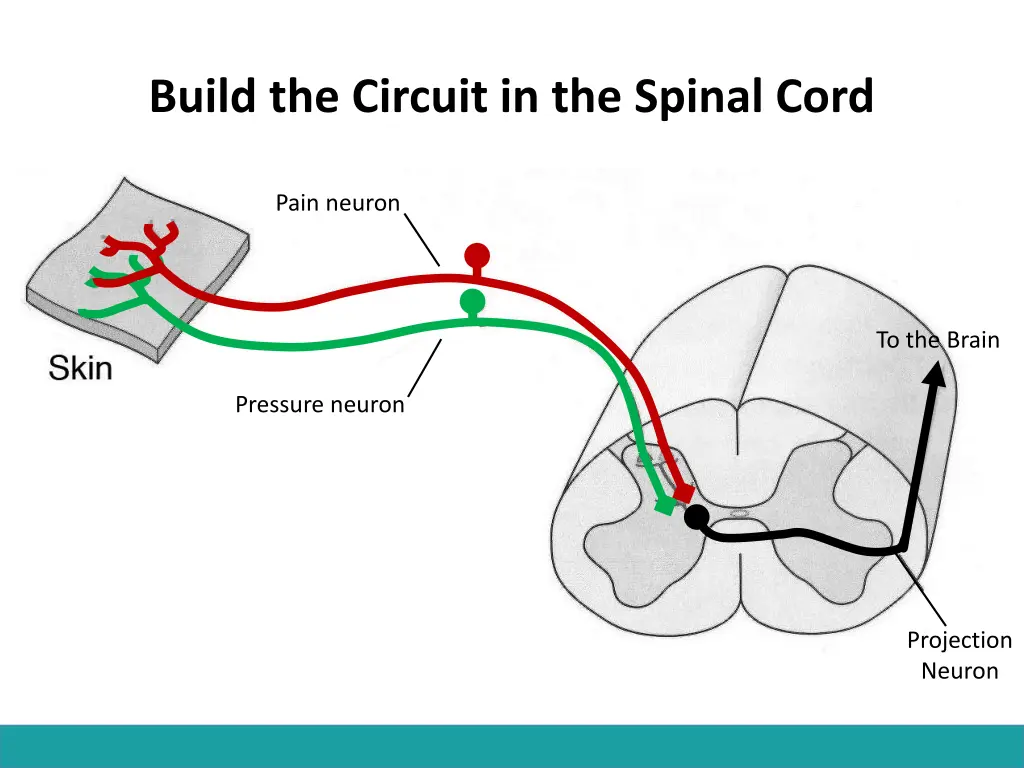 build the circuit in the spinal cord