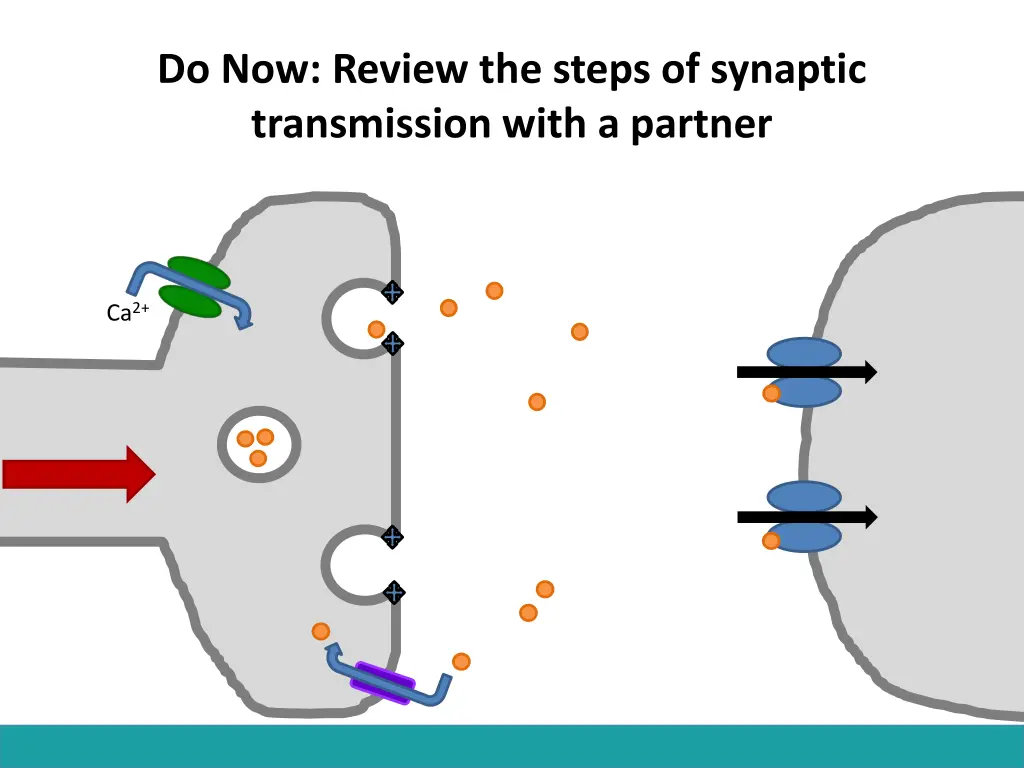 do now review the steps of synaptic transmission