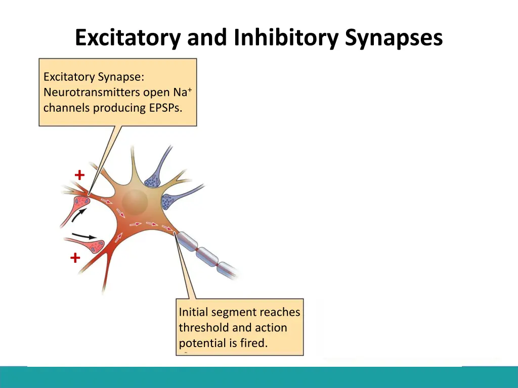 excitatory and inhibitory synapses