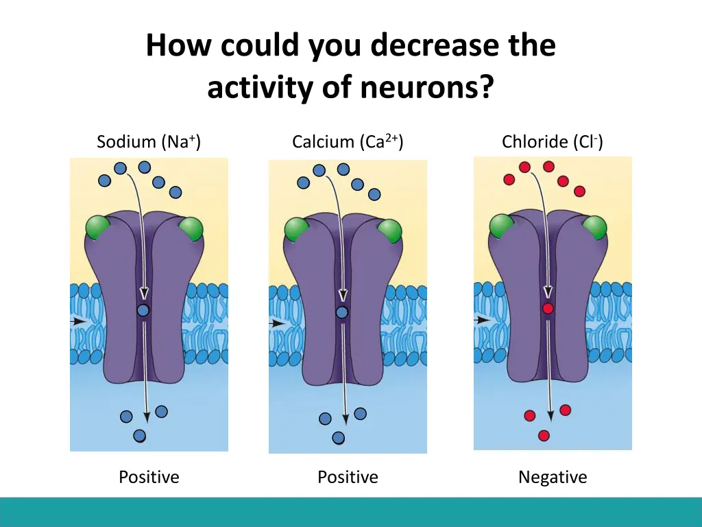 how could you decrease the activity of neurons