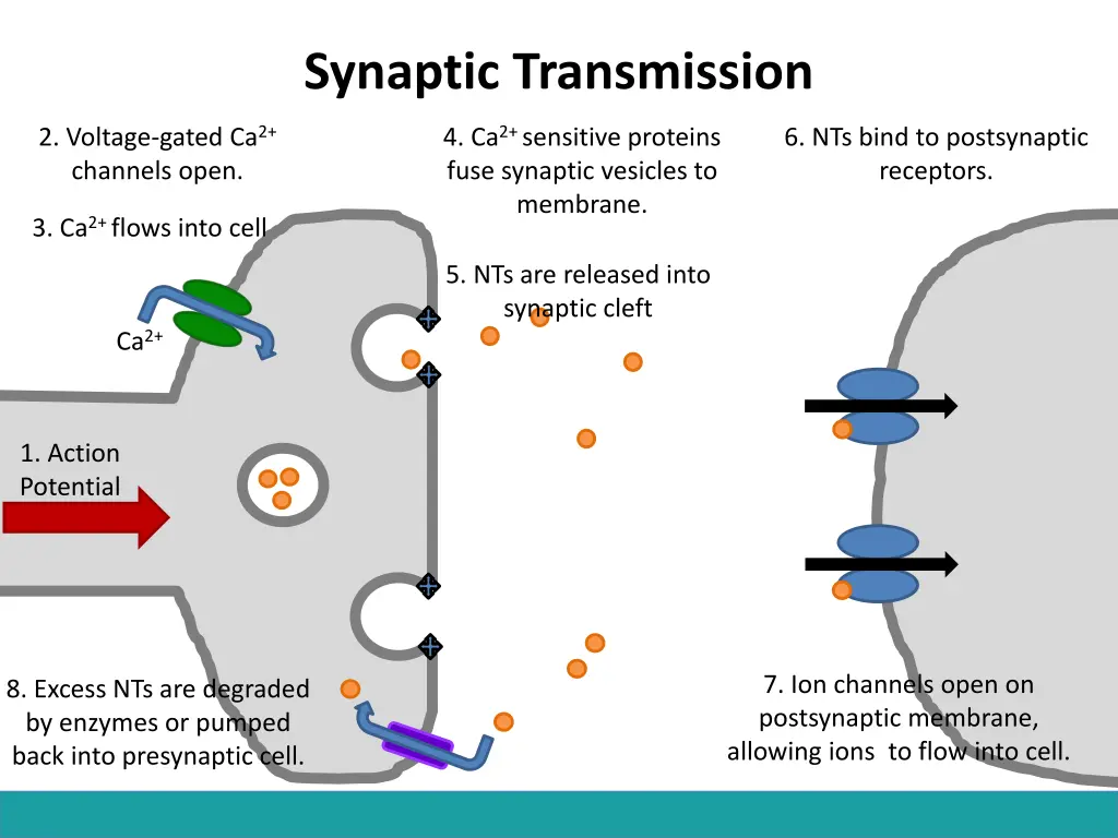 synaptic transmission