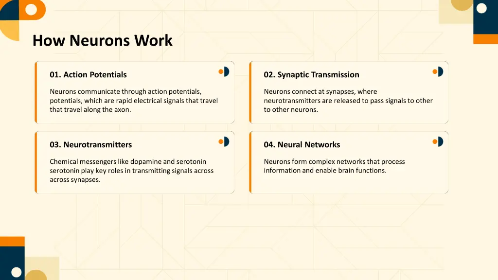 how neurons work