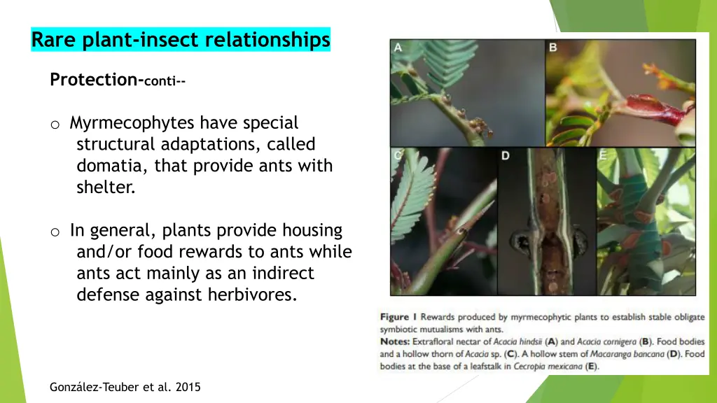rare plant insect relationships 5