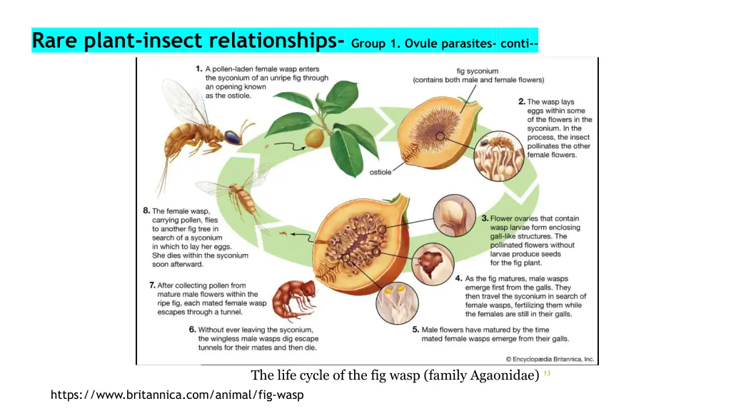 rare plant insect relationships group 1 ovule
