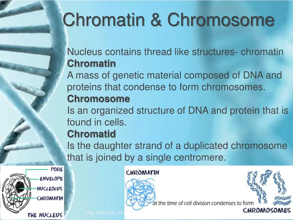 chromatin chromosome