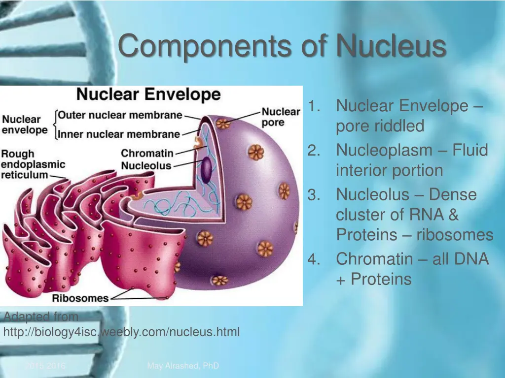 components of nucleus