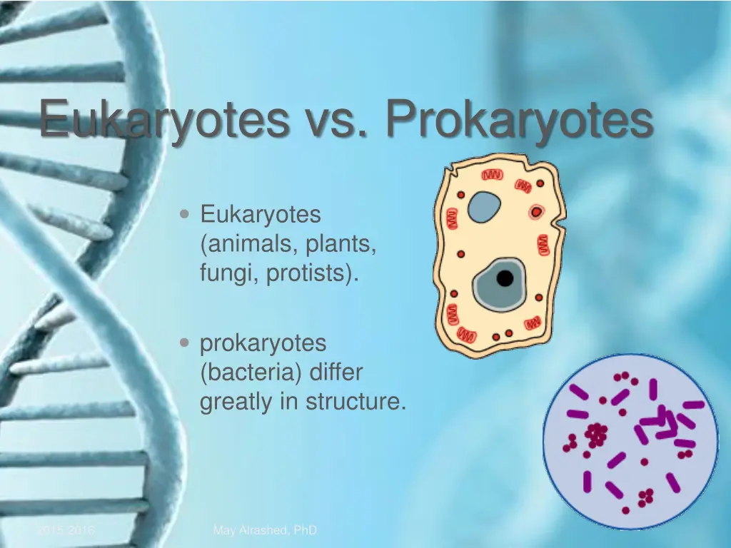 eukaryotes vs prokaryotes