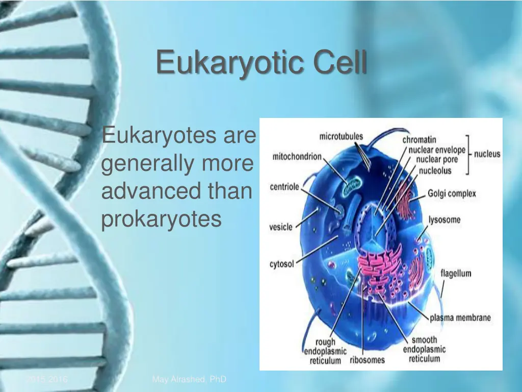 eukaryotic cell