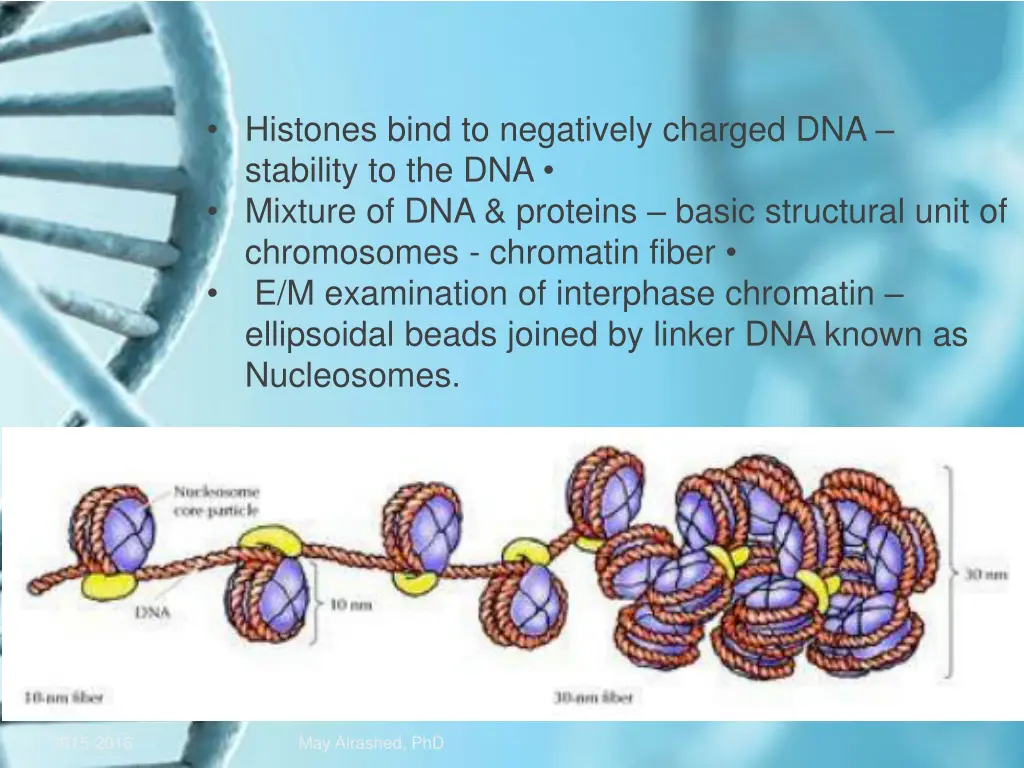 histones bind to negatively charged dna stability