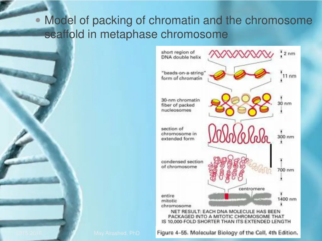 model of packing of chromatin and the chromosome