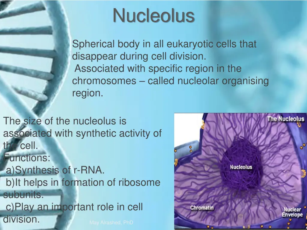 nucleolus