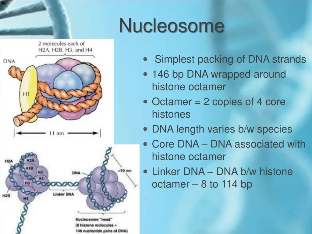 nucleosome