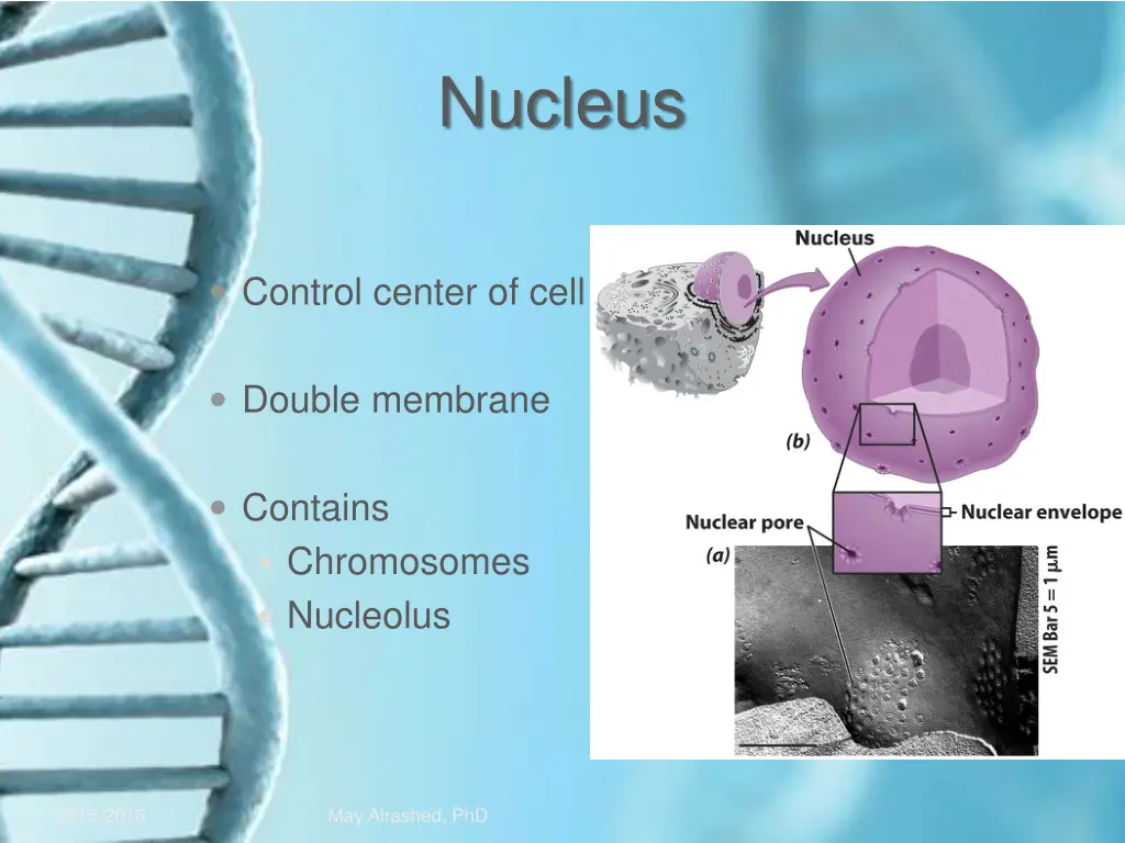 nucleus