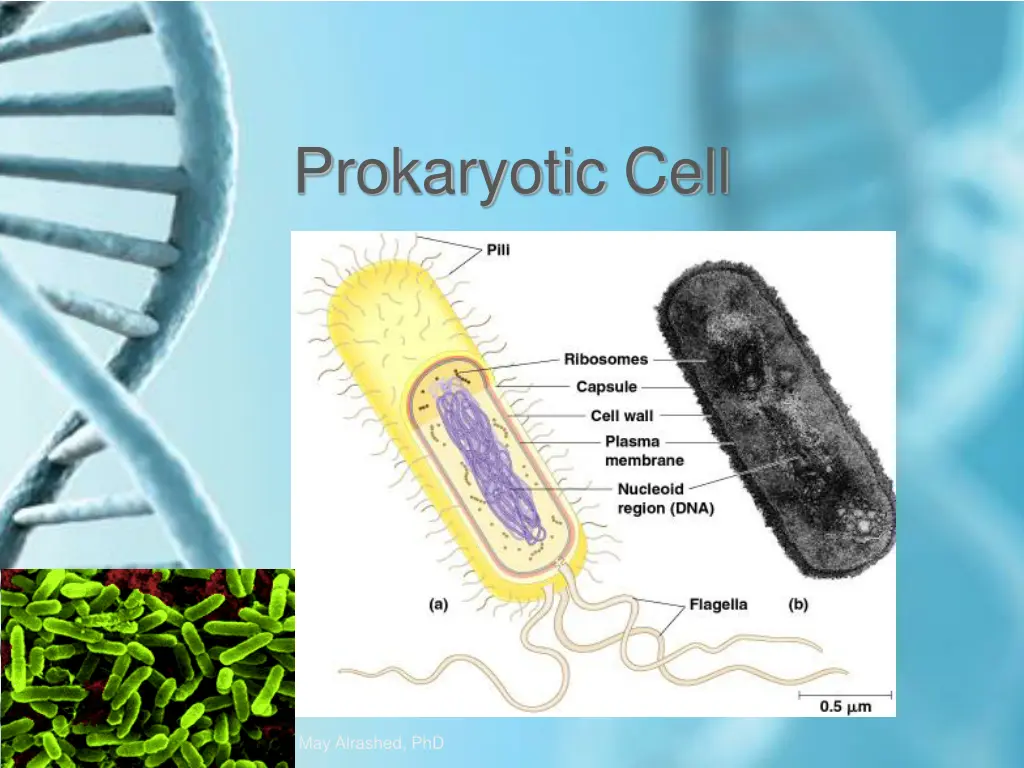 prokaryotic cell