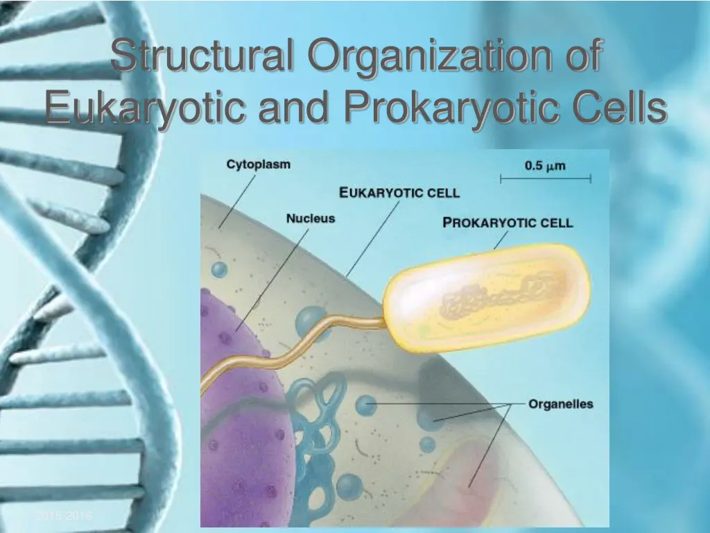 structural organization of eukaryotic