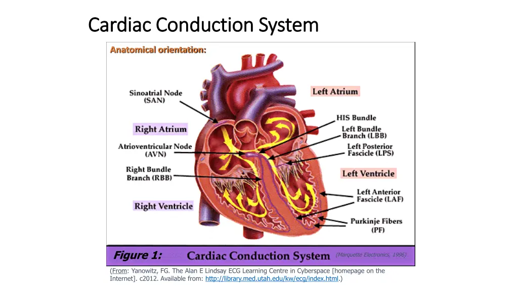 cardiac conduction system cardiac conduction