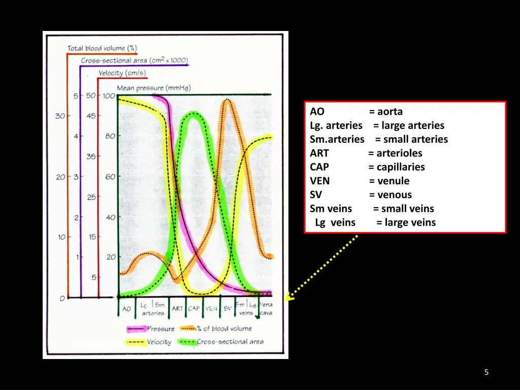 ao aorta lg arteries large arteries sm arteries