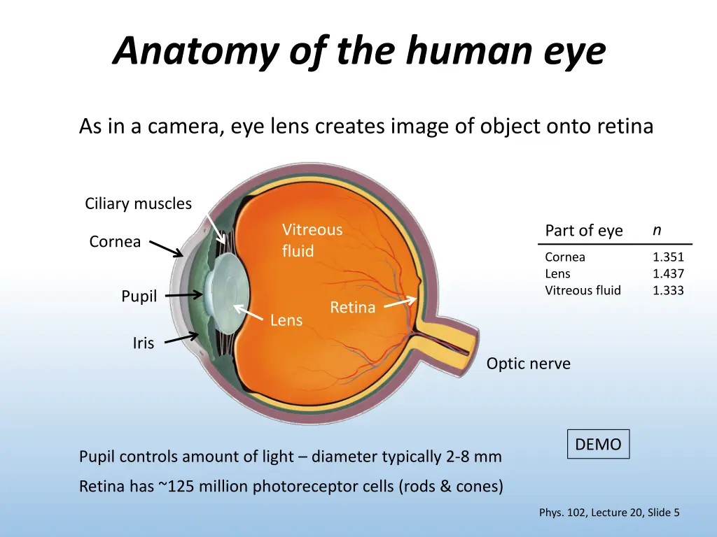anatomy of the human eye