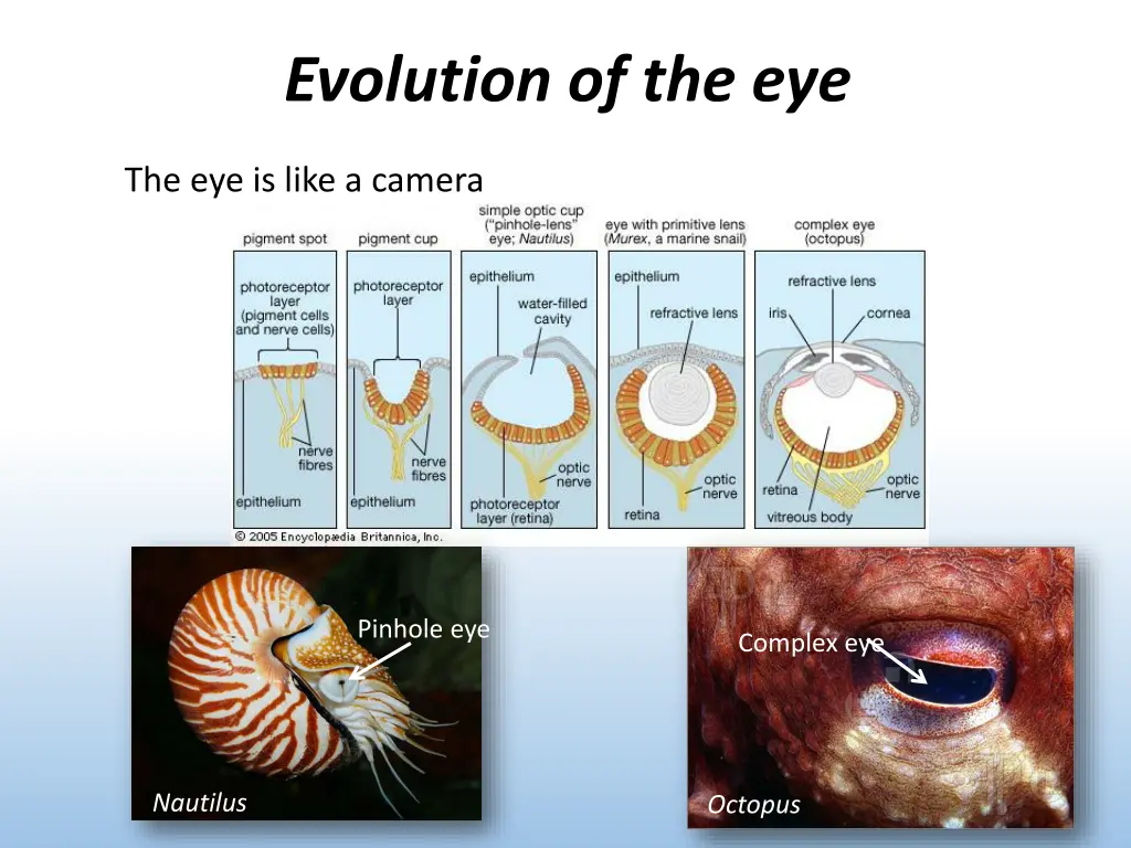 evolution of the eye