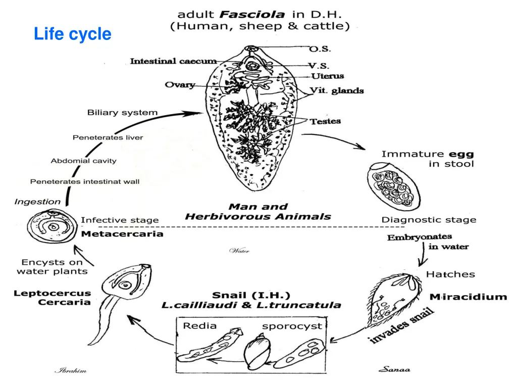life cycle 1