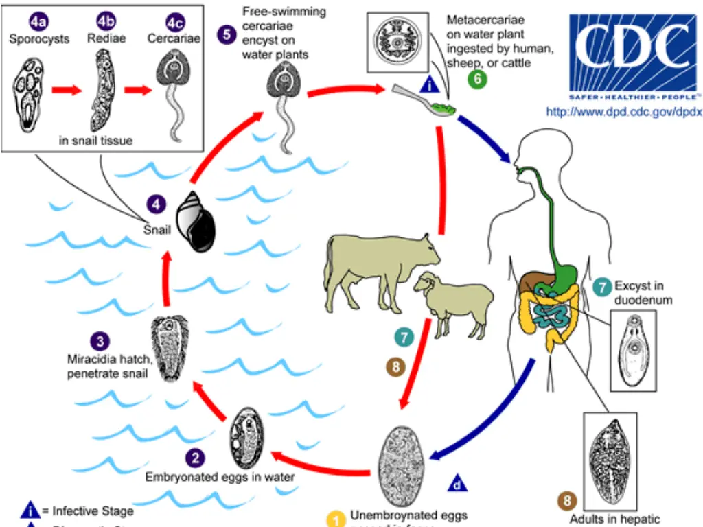 life cycle 2