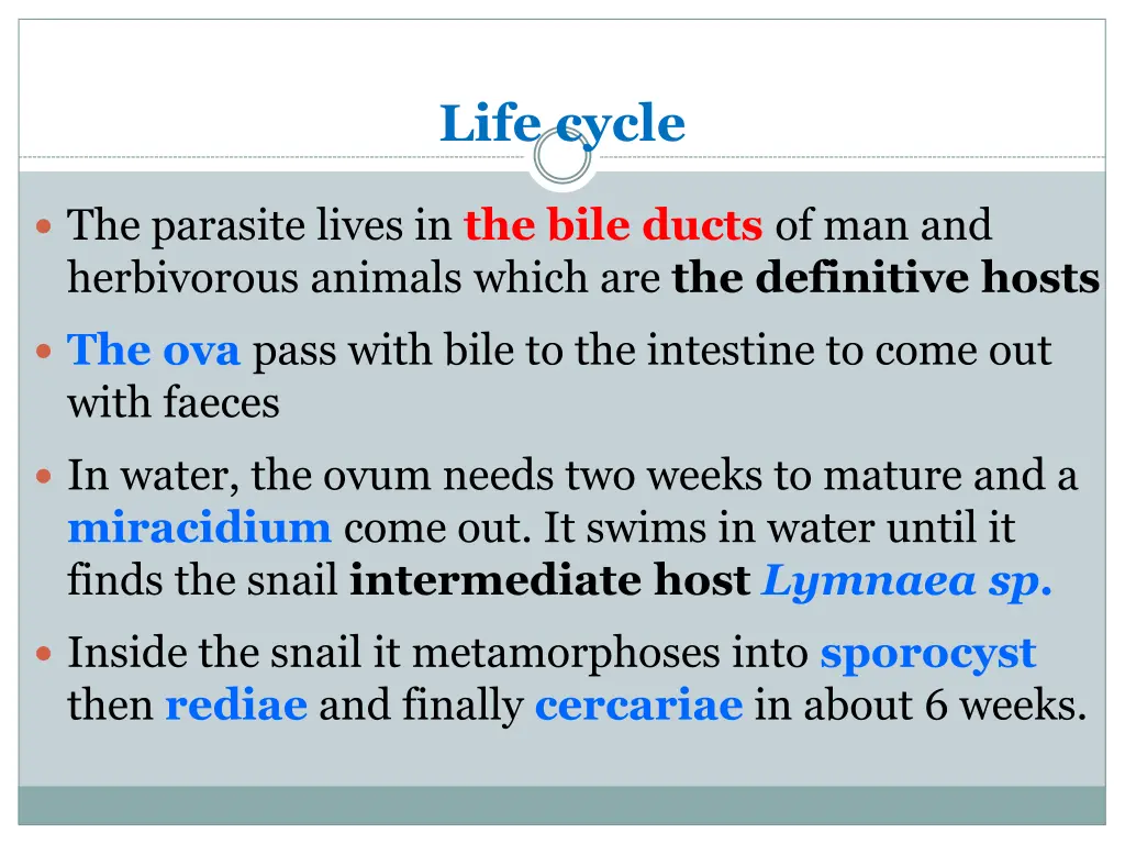 life cycle