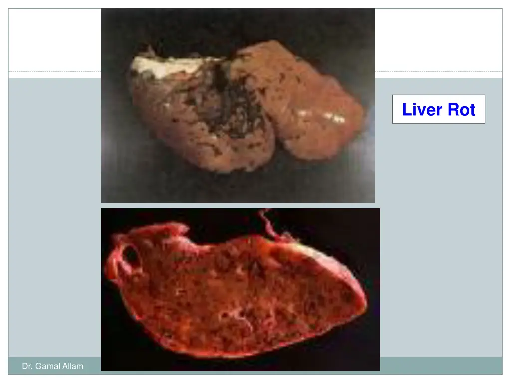 liver rot
