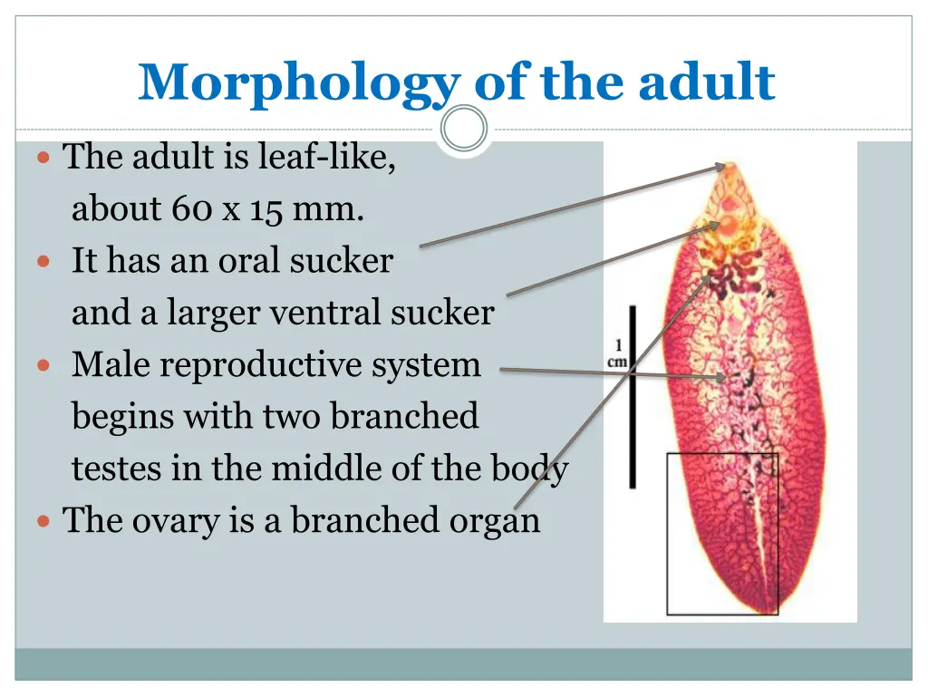 morphology of the adult
