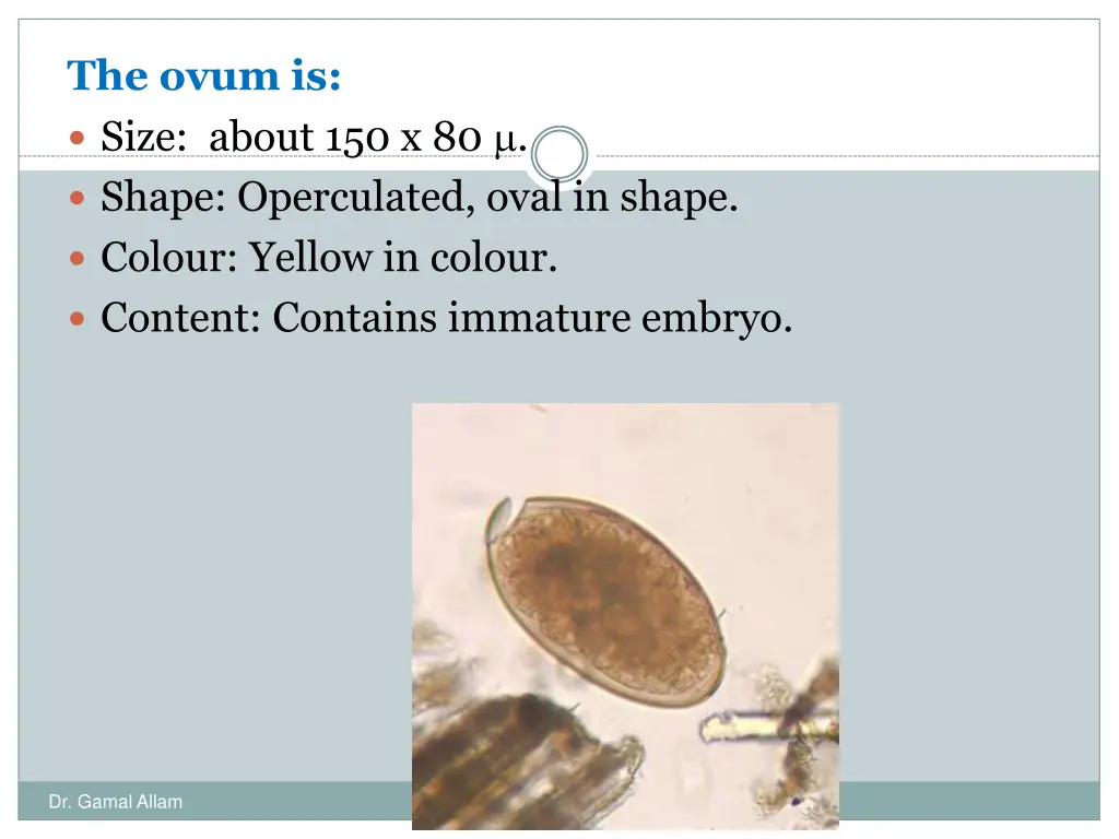 the ovum is size about 150 x 80 shape operculated