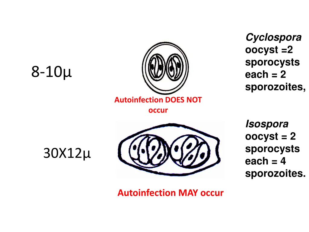 cyclospora oocyst 2 sporocysts each 2 sporozoites