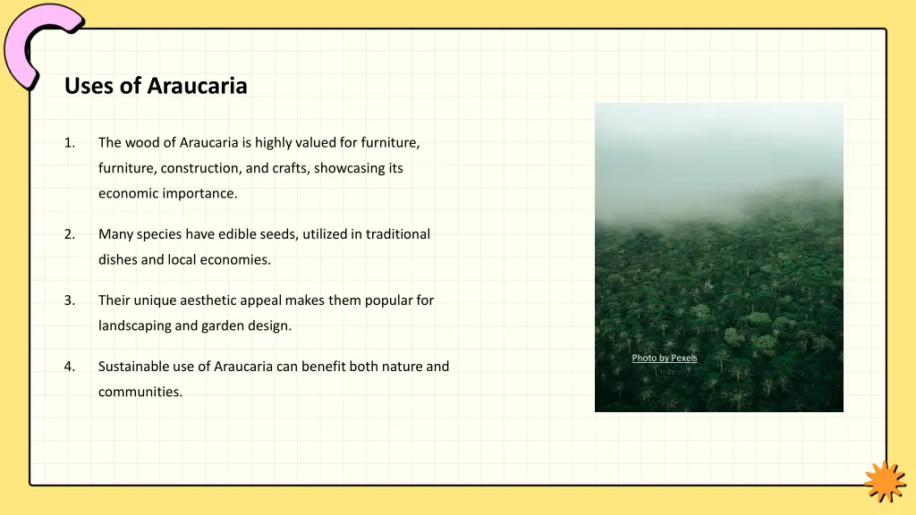 uses of araucaria