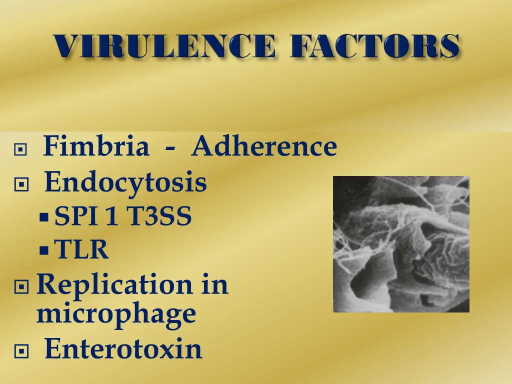 fimbria adherence endocytosis spi 1 t3ss