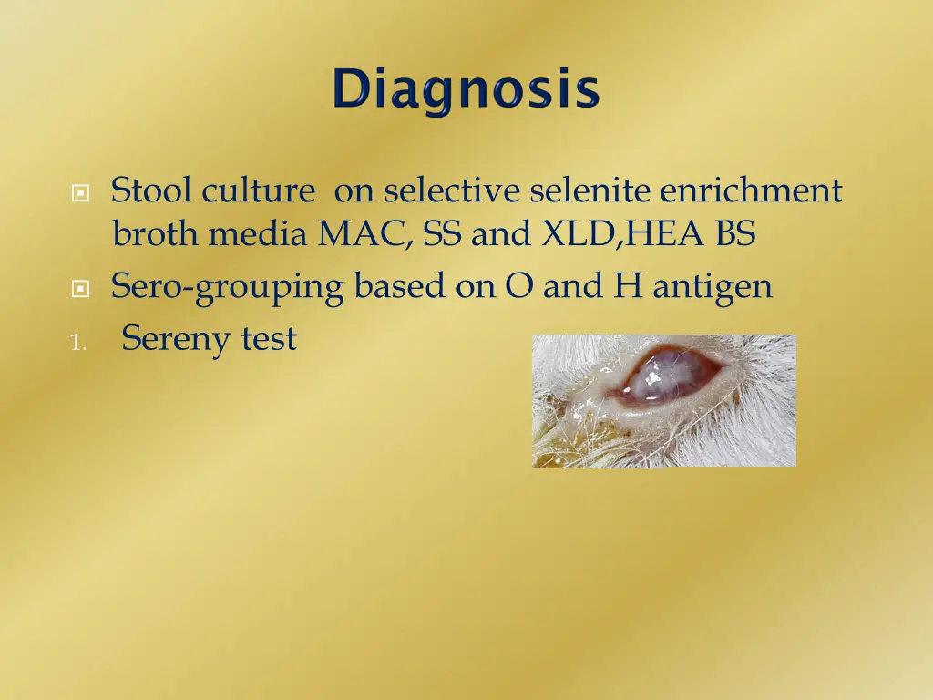 stool culture on selective selenite enrichment