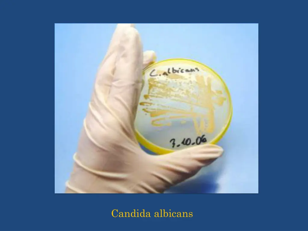 candida albicans