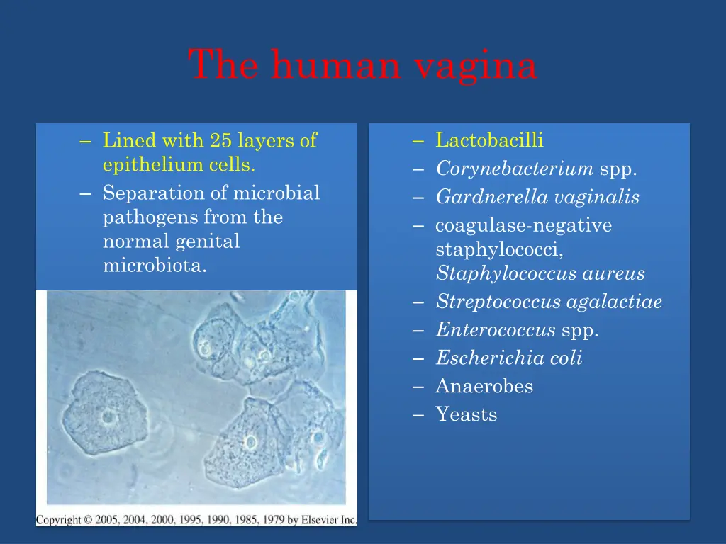 the human vagina
