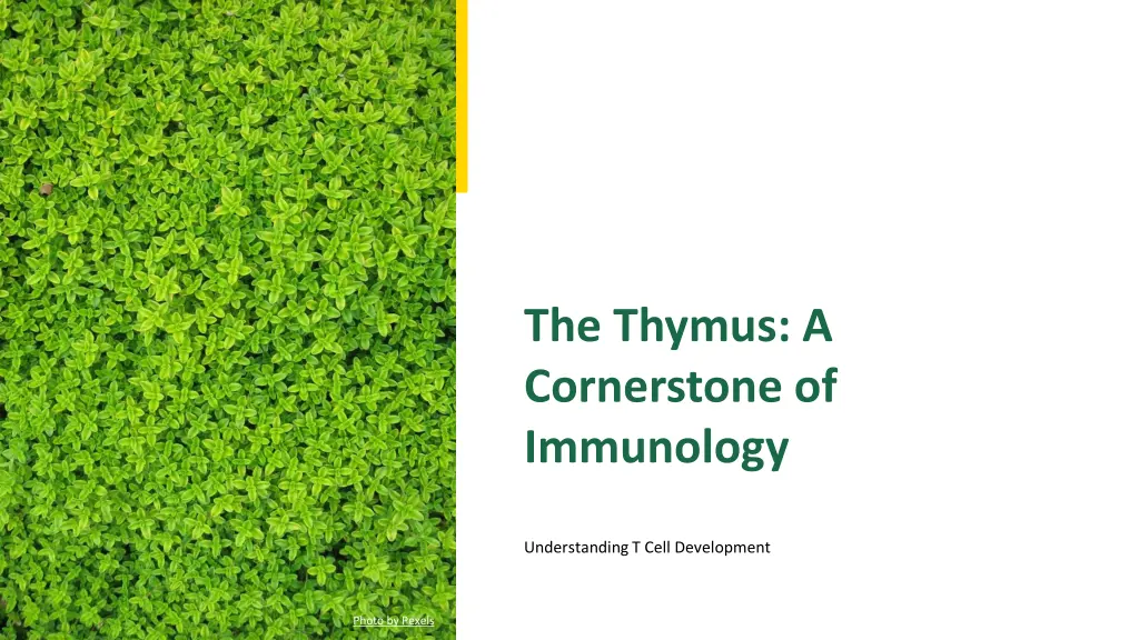 the thymus a cornerstone of immunology