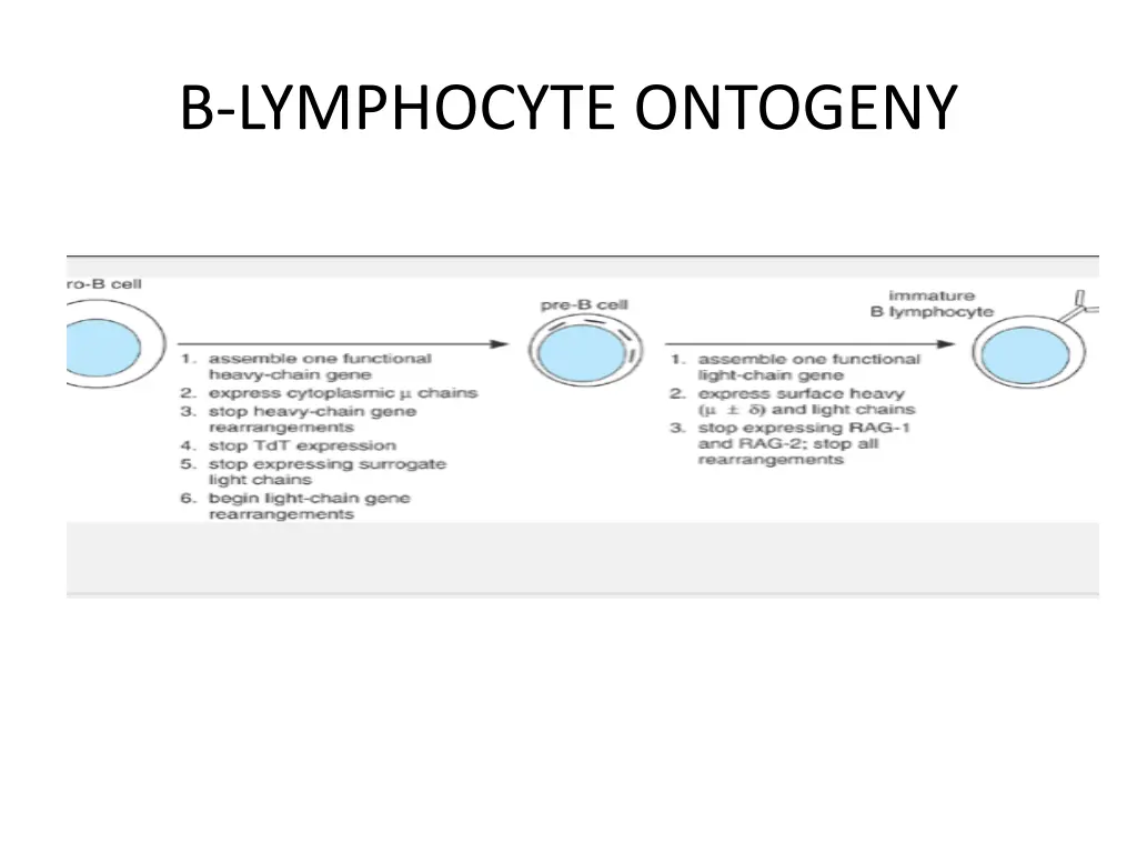 b lymphocyte ontogeny