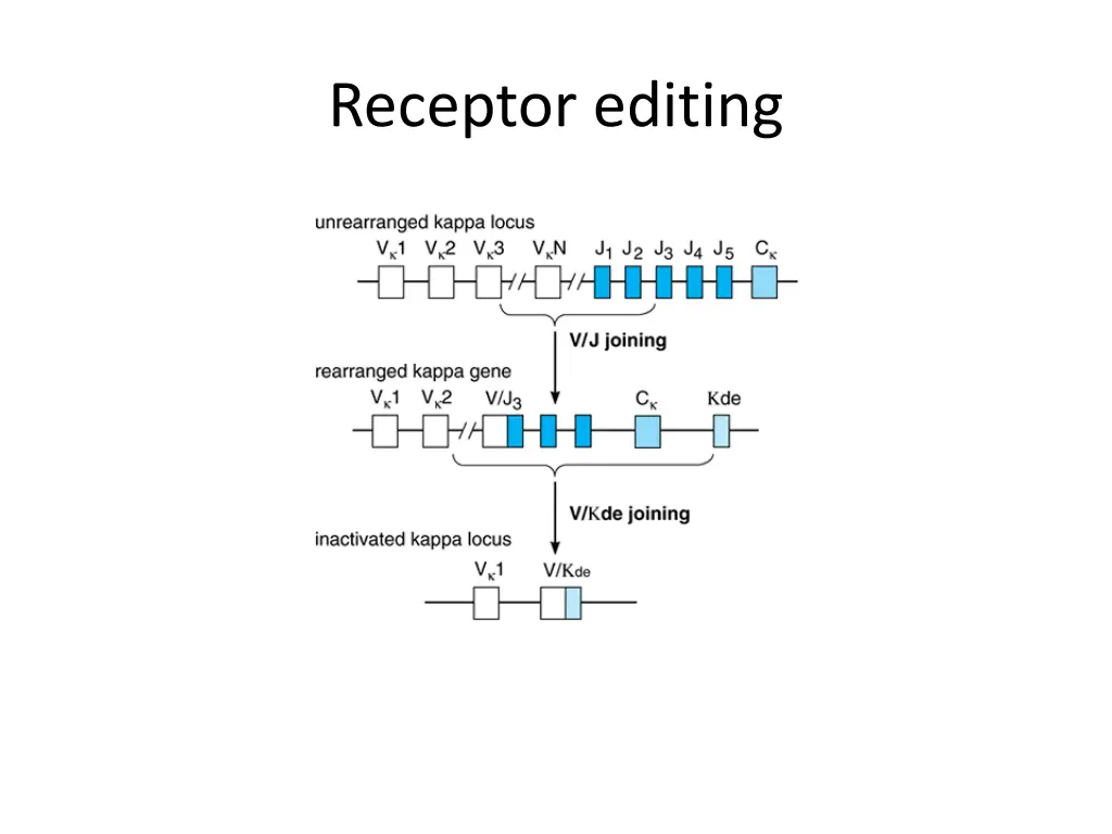 receptor editing
