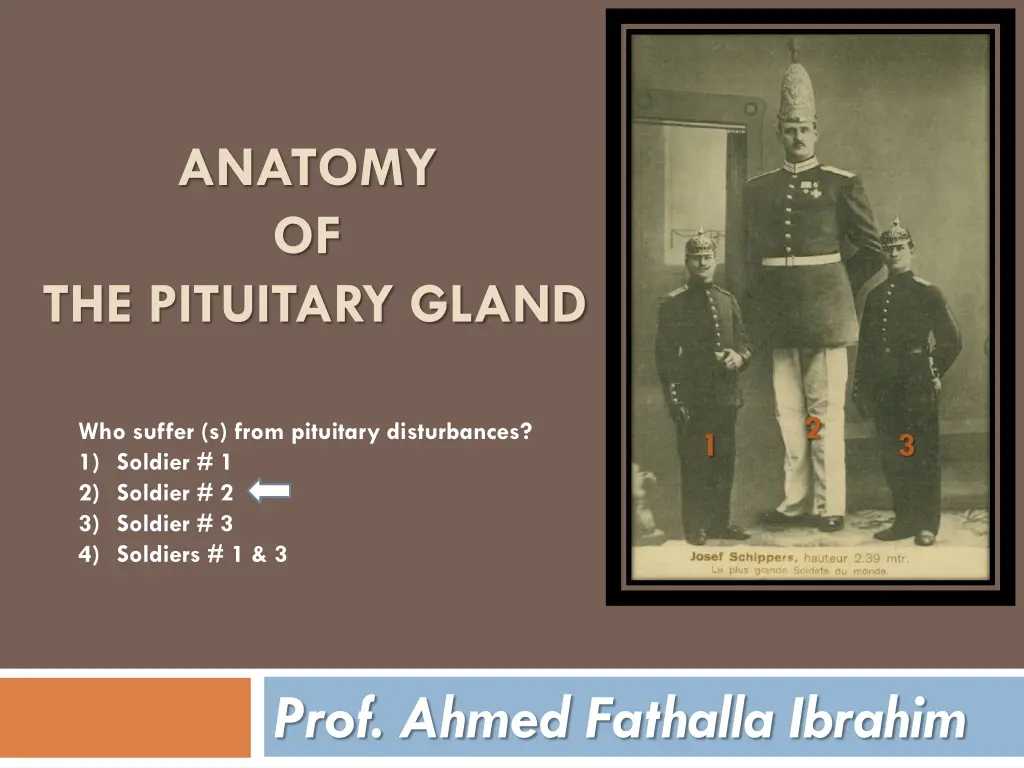 anatomy of the pituitary gland