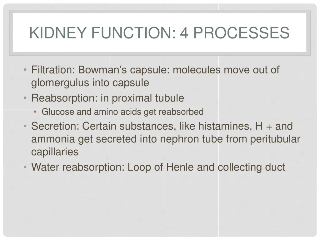 kidney function 4 processes