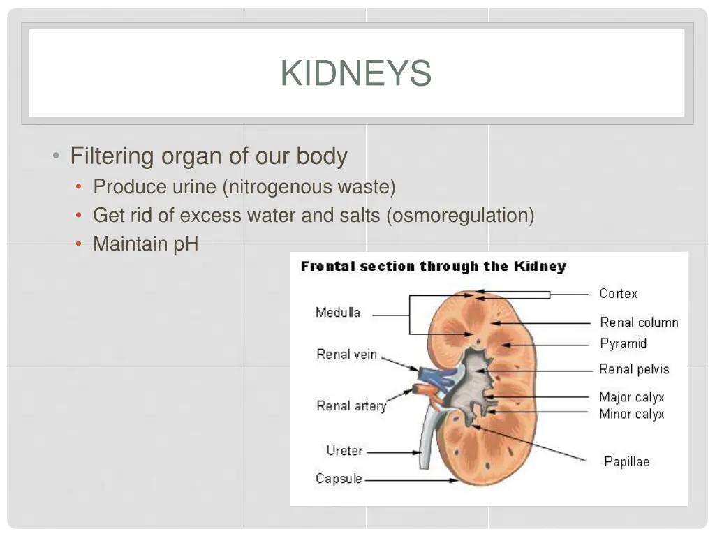 kidneys