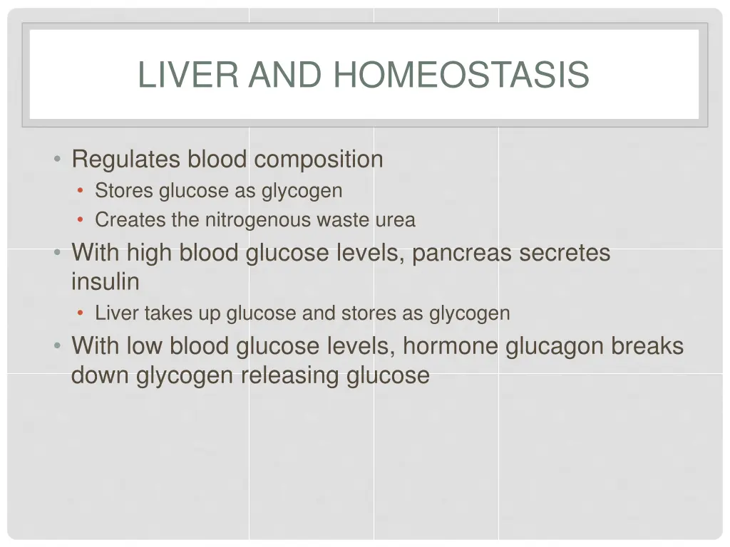 liver and homeostasis